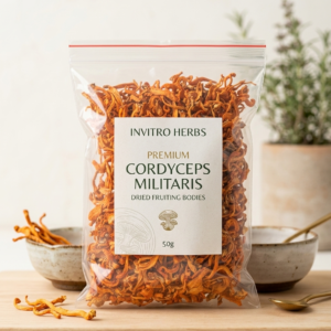 Cordyceps Militaris